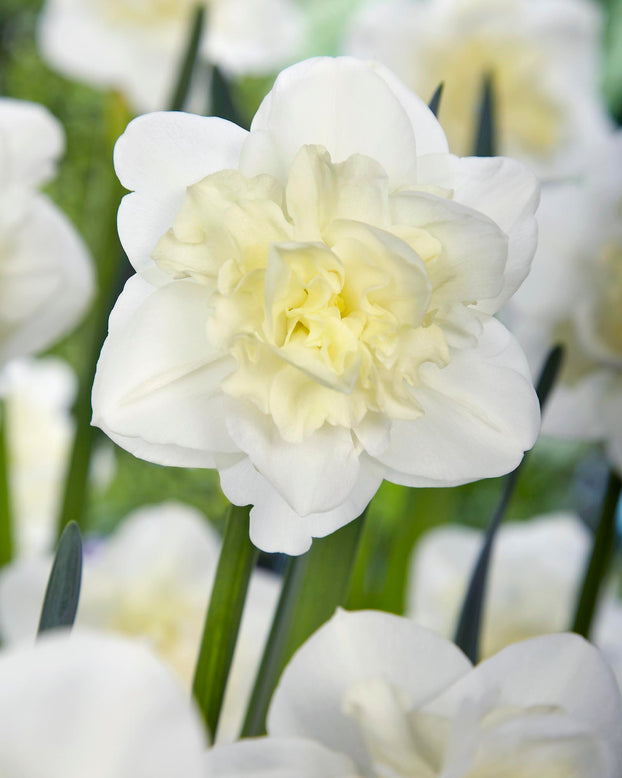 Narcissus 'Easter Born'