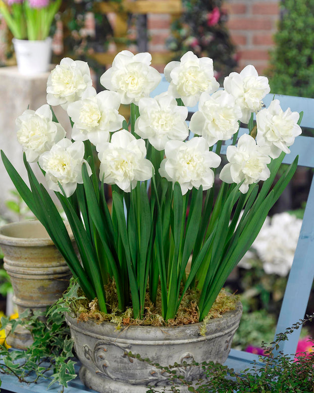 Narcissus 'Easter Born'