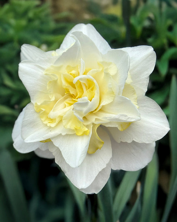 Narcissus 'Easter Born'