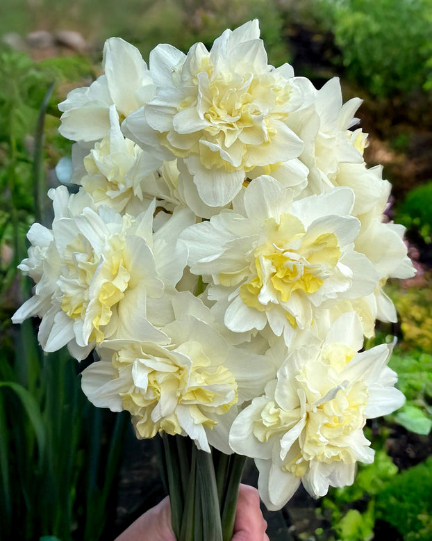 Narcissus 'Easter Born'