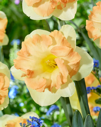 Narcissus 'Easter Party' Narcissus 'Easter Party'