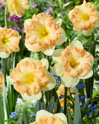 Narcissus 'Easter Party' Narcissus 'Easter Party'