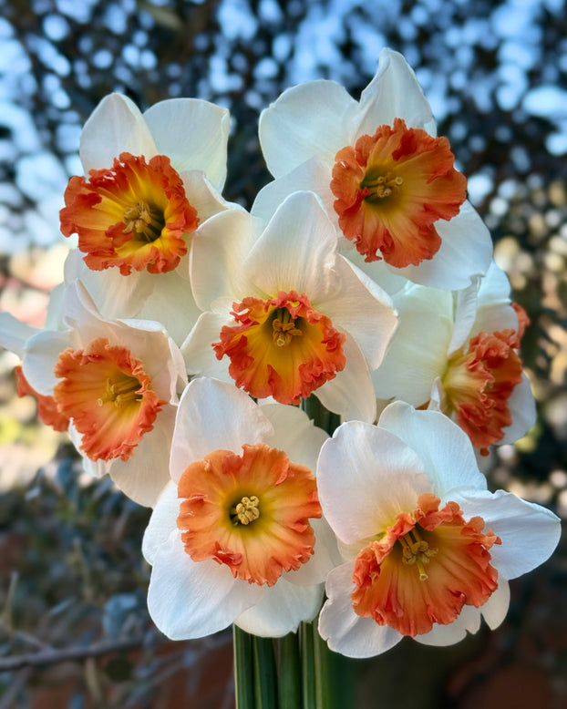 Narcissus 'Eclat'