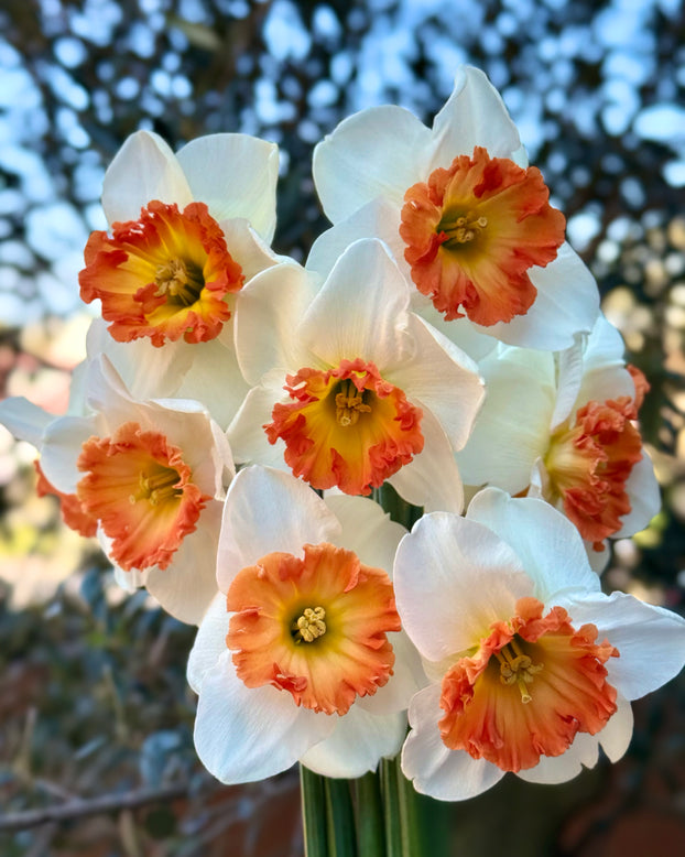 Narcissus 'Eclat'
