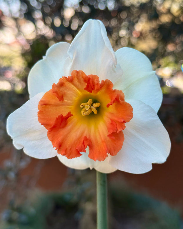 Narcissus 'Eclat'
