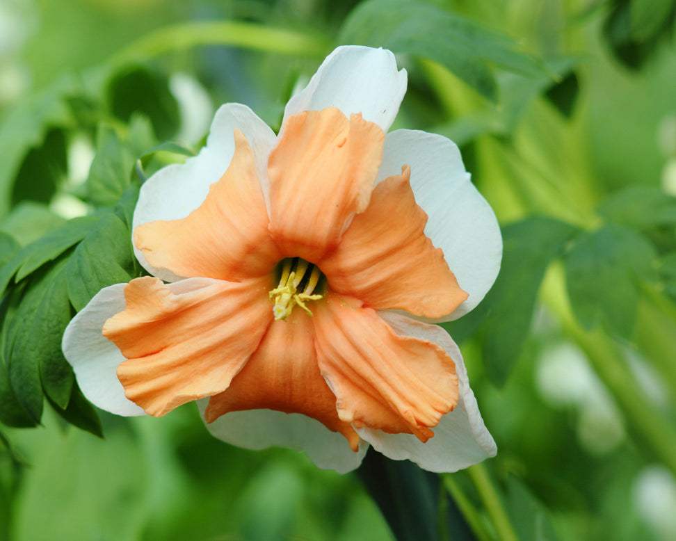 Narcissus 'Electrus'