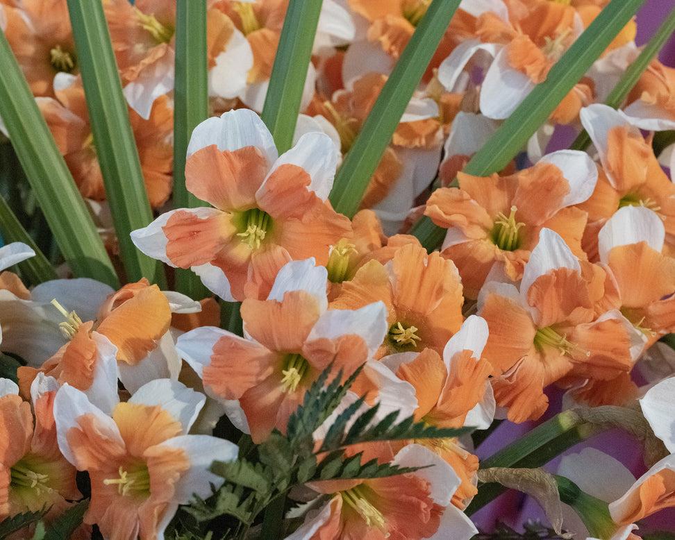 Narcissus 'Electrus'
