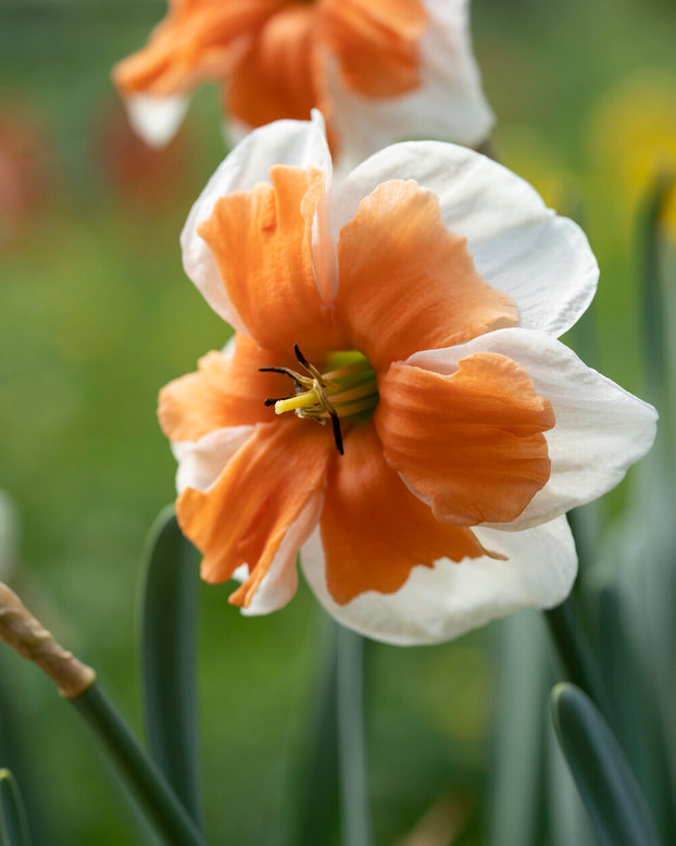 Narcissus 'Electrus'