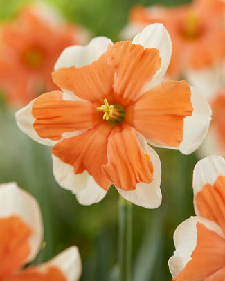 Narcissus 'Electrus' Narcissus 'Electrus'