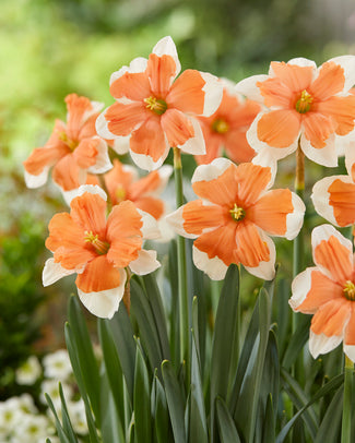 Narcissus 'Electrus' Narcissus 'Electrus'
