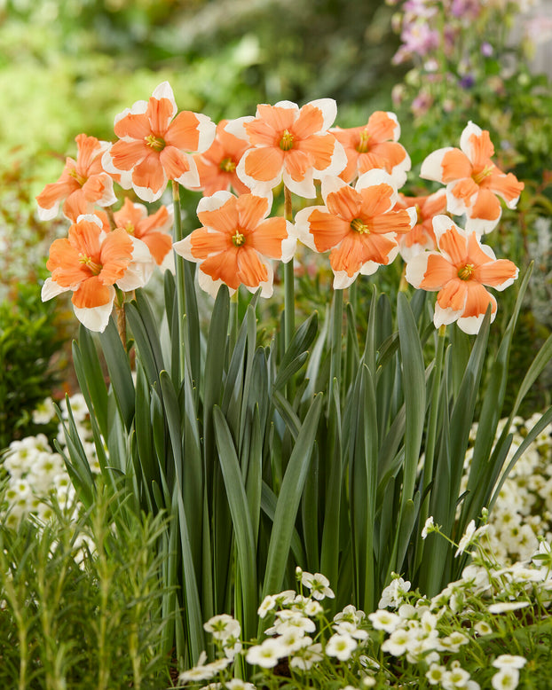Narcissus 'Electrus'