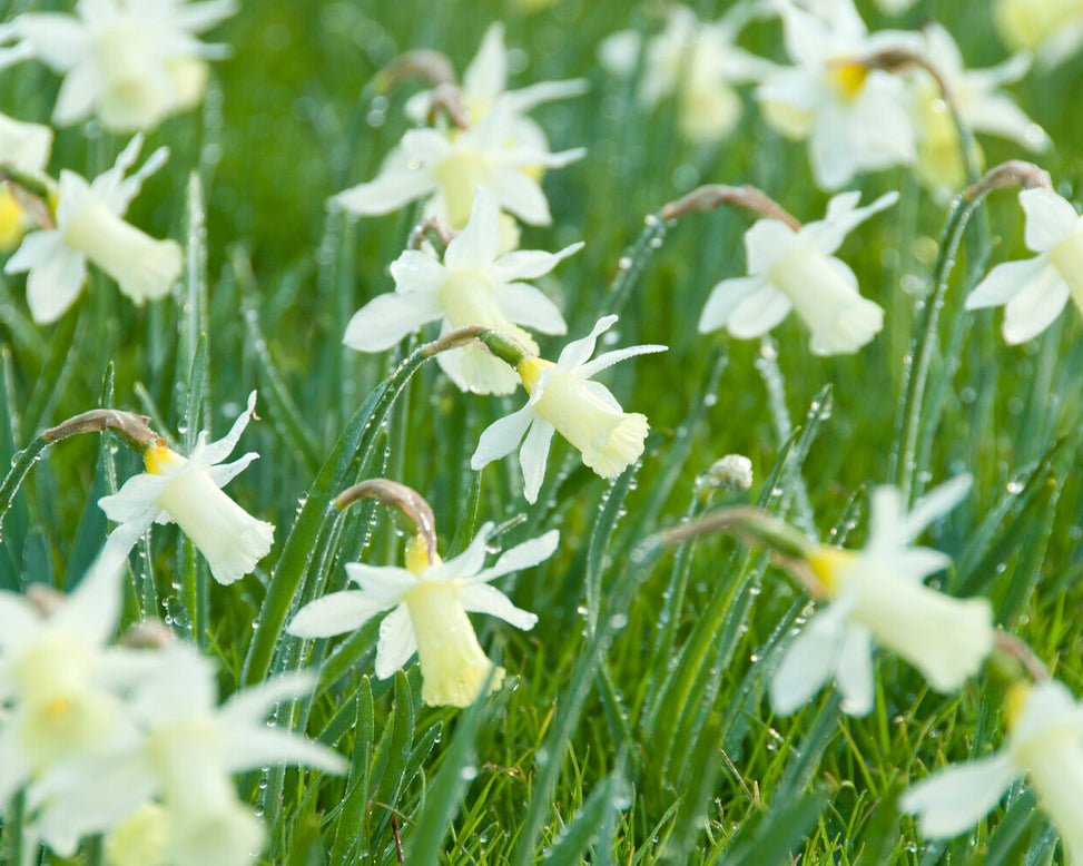 Narcissus 'Elka'