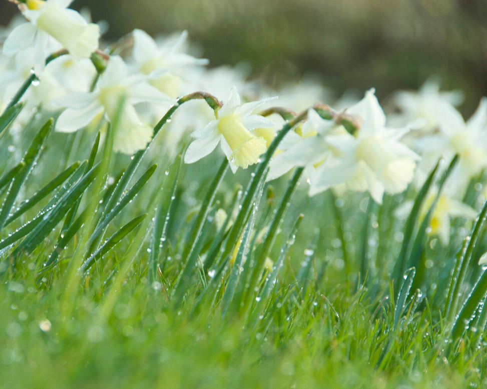 Narcissus 'Elka'