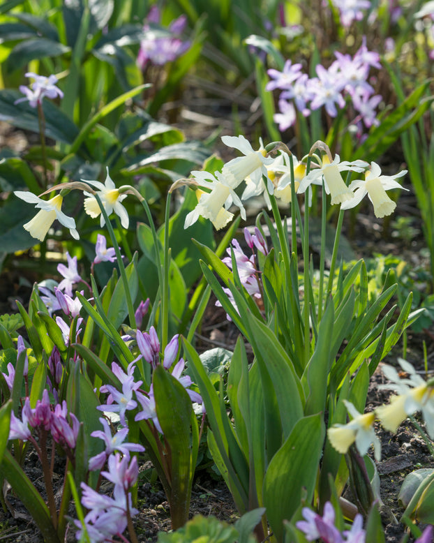Narcissus 'Elka'