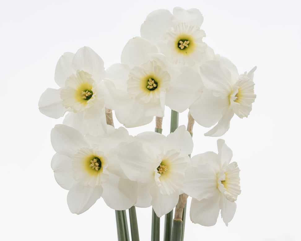 Narcissus 'Emerald Green'