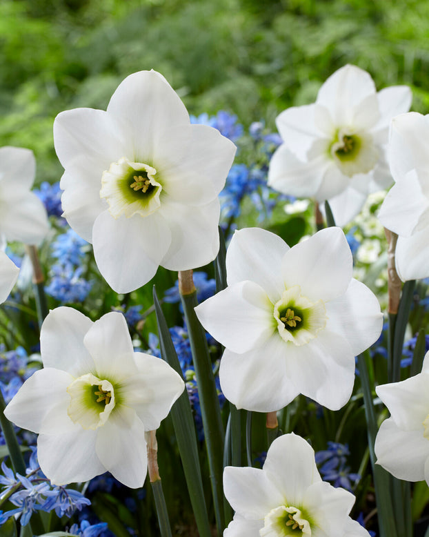 Narcissus 'Emerald Green'