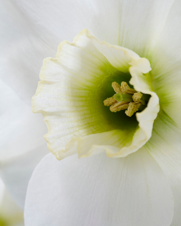 Narcissus 'Emerald Green'