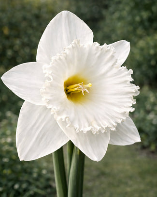 Narcissus 'Evanah' Narcissus 'Evanah'