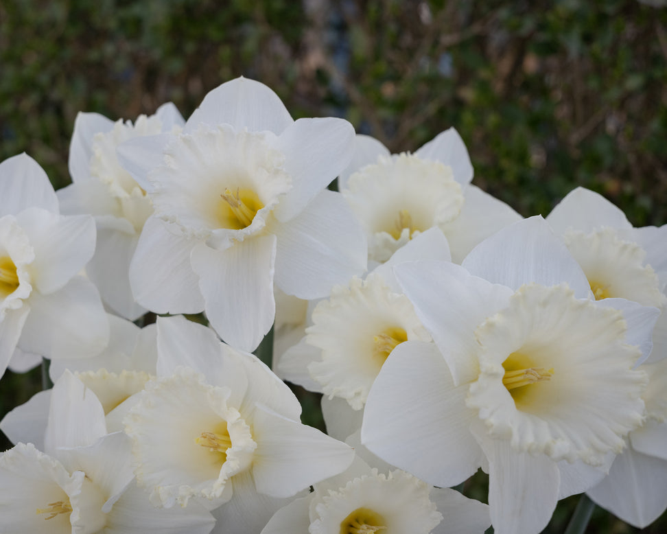 Narcissus 'Evanah'