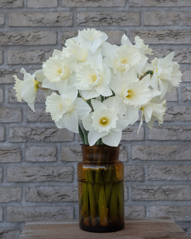 Narcissus 'Evanah'