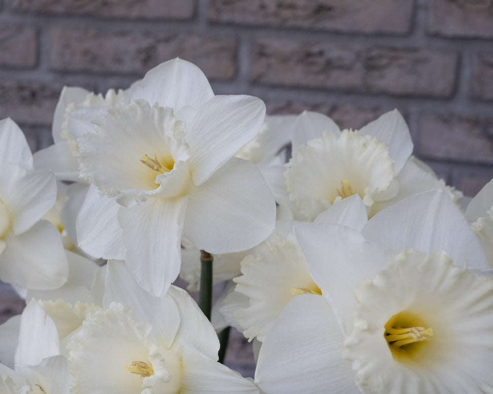 Narcissus 'Evanah'