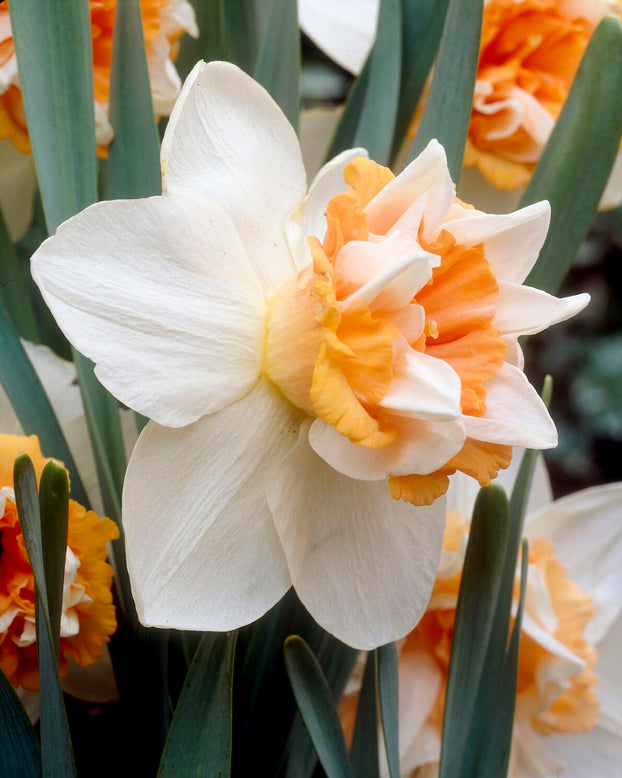 Narcissus 'Extravaganza'