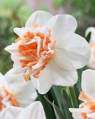 Narcissus 'Extravaganza' Narcissus 'Extravaganza'