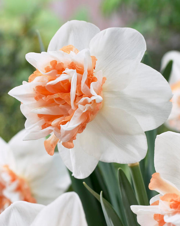 Narcissus 'Extravaganza'