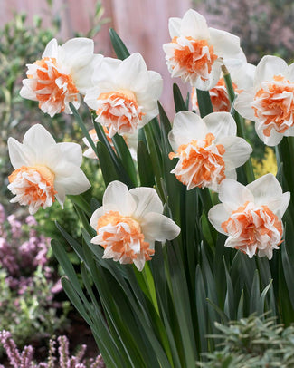 Narcissus 'Extravaganza' Narcissus 'Extravaganza'