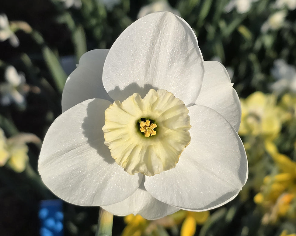 Narcissus 'Falmouth Bay'