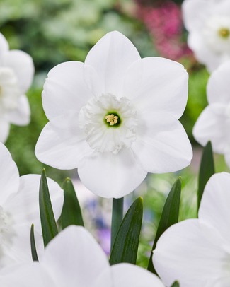 Narcissus 'Falmouth Bay' Narcissus 'Falmouth Bay'
