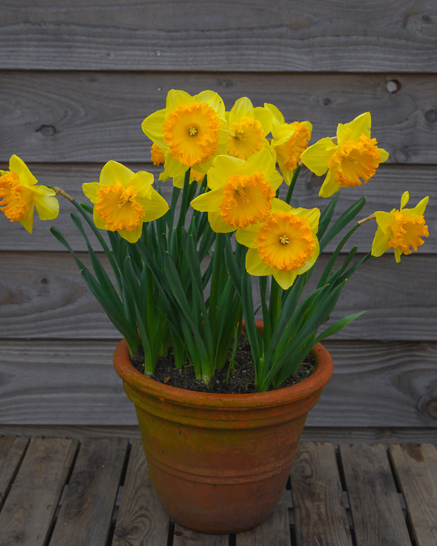 Narcissus 'Ferris Wheel'