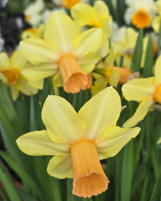 Narcissus 'Fidan'