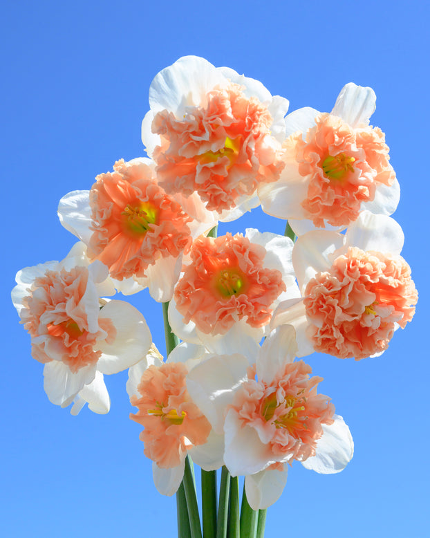 Narcissus 'Fire Drill'
