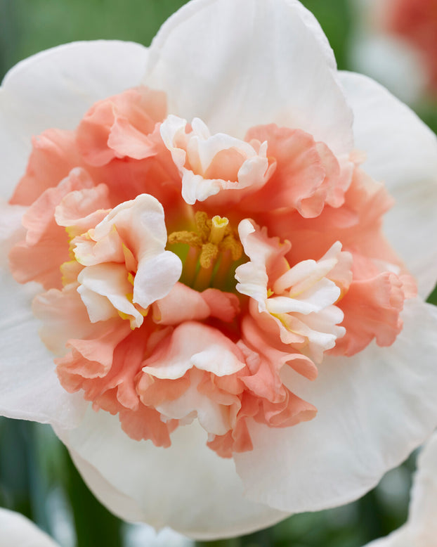 Narcissus 'Fire Drill'