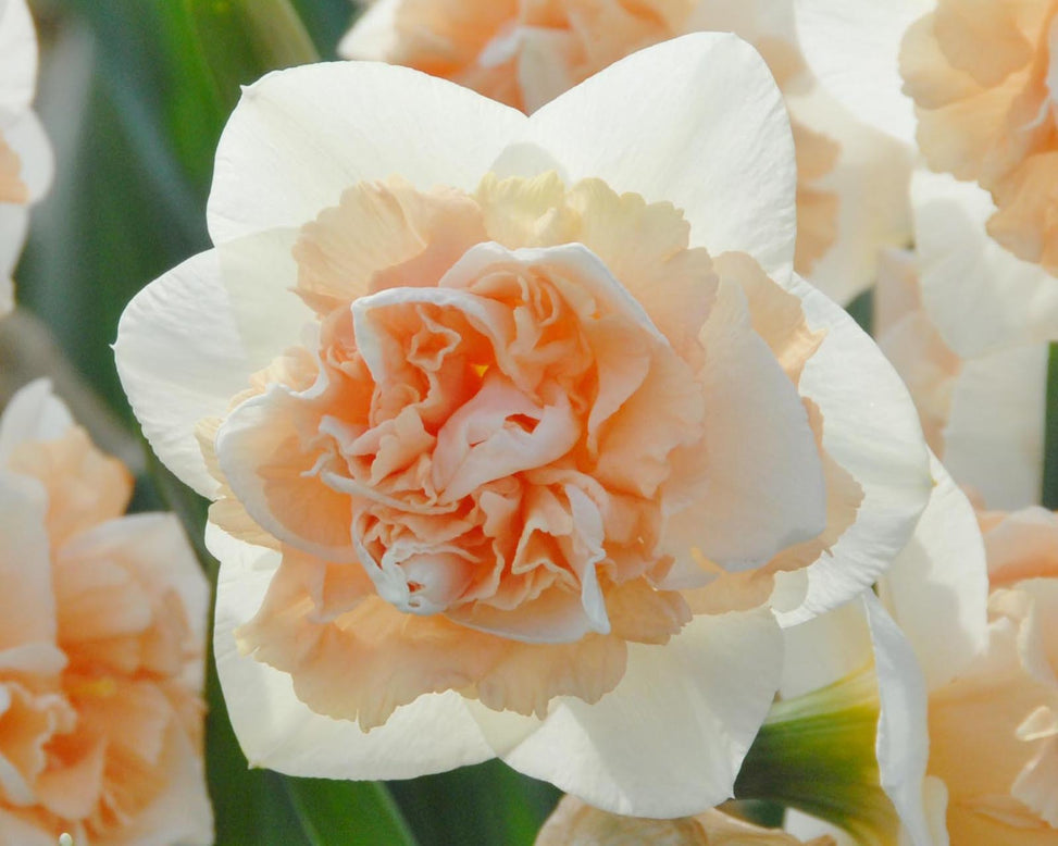 Narcissus 'Flower Surprise'