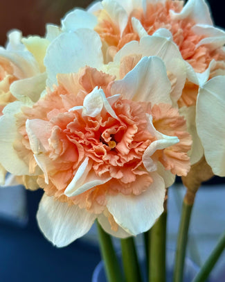 Narcissus 'Flower Surprise' Narcissus 'Flower Surprise'