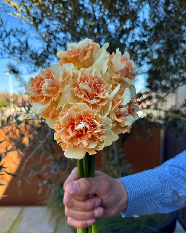 Narcissus 'Flower Surprise'