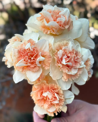 Narcissus 'Flower Surprise' Narcissus 'Flower Surprise'