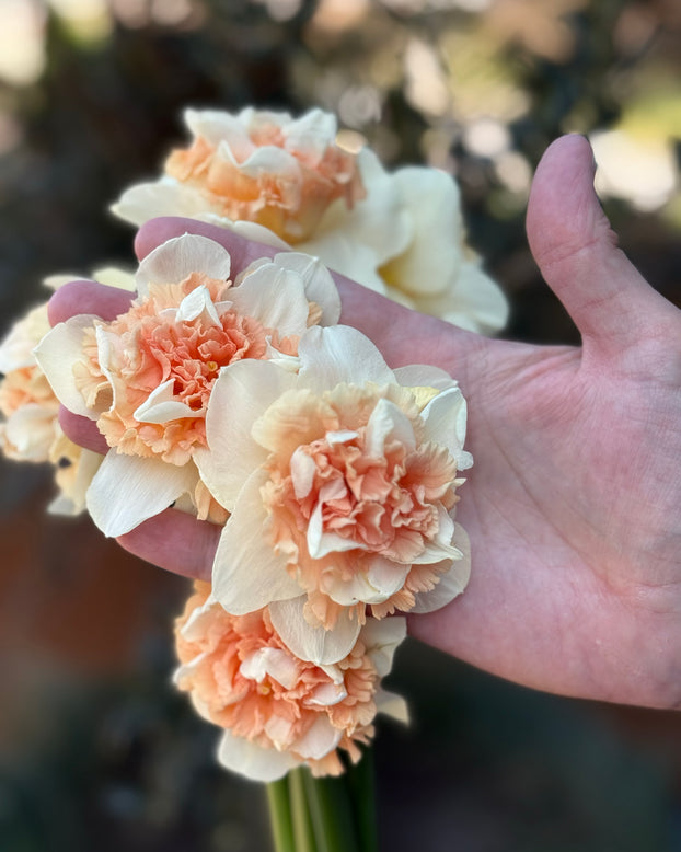 Narcissus 'Flower Surprise'
