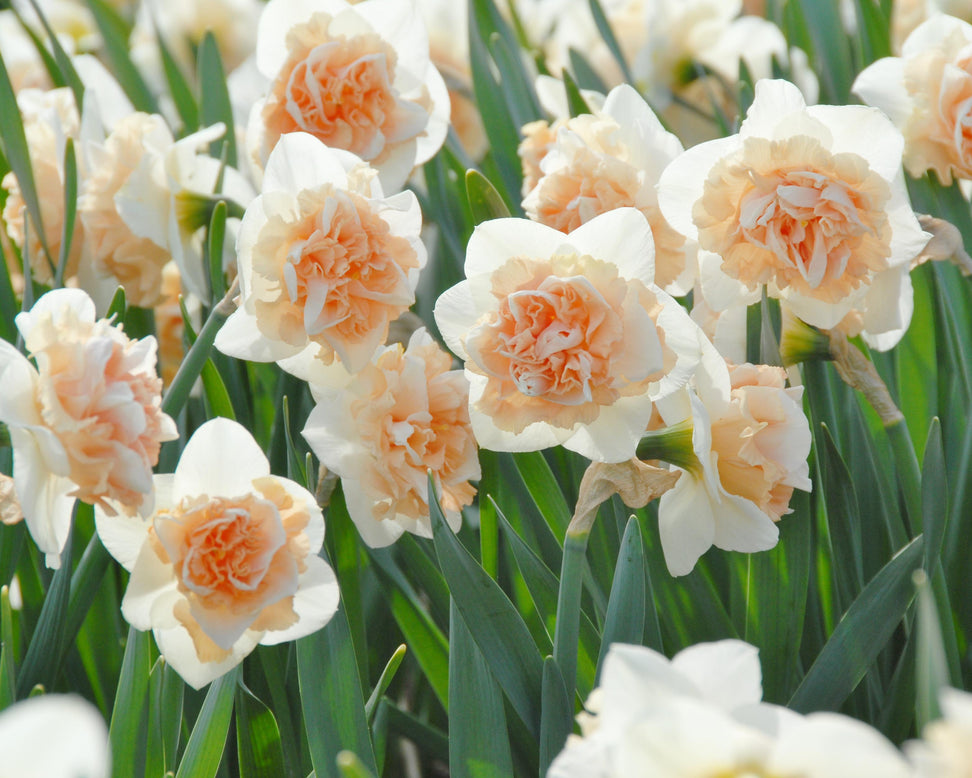 Narcissus 'Flower Surprise'
