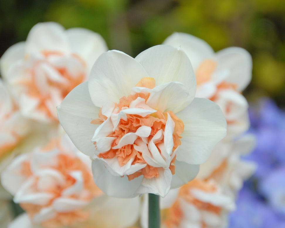 Narcissus 'Flower Surprise'