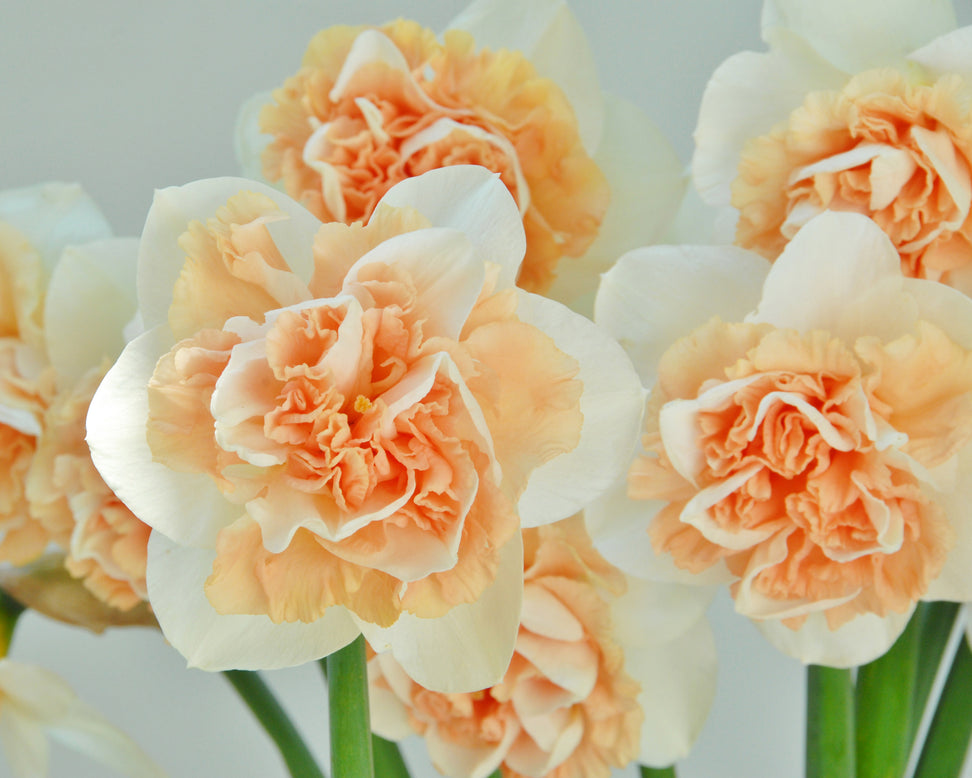 Narcissus 'Flower Surprise'