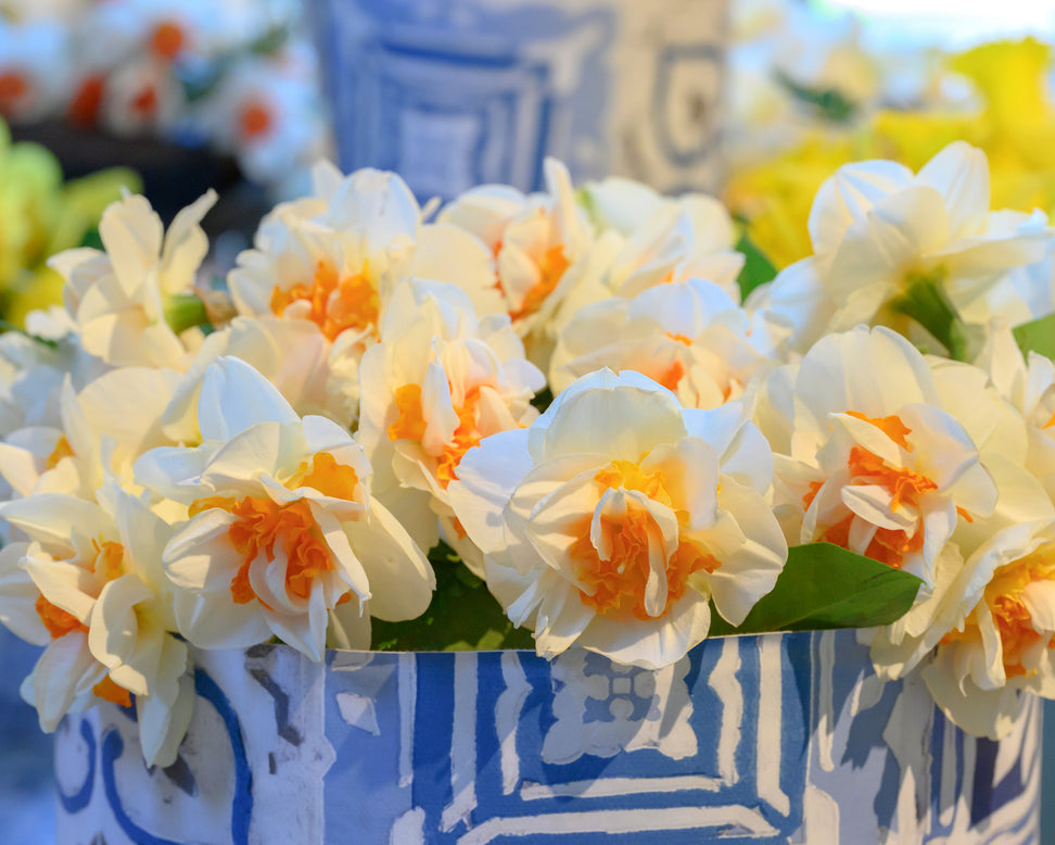 Narcissus 'Fragrant Spring'