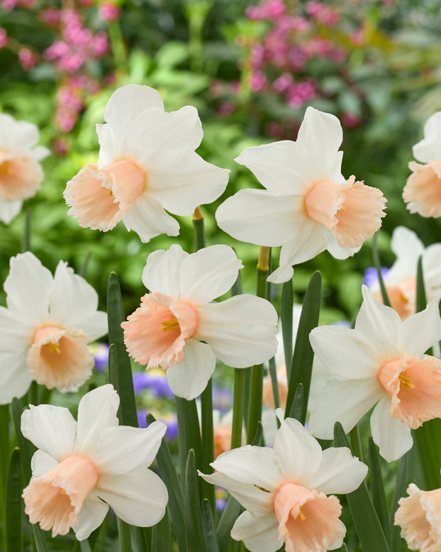 Narcissus 'Frozen Pink'