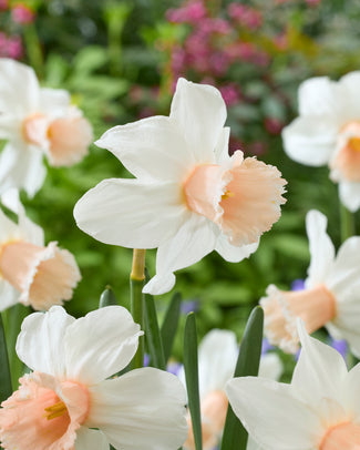 Narcissus 'Frozen Pink' Narcissus 'Frozen Pink'