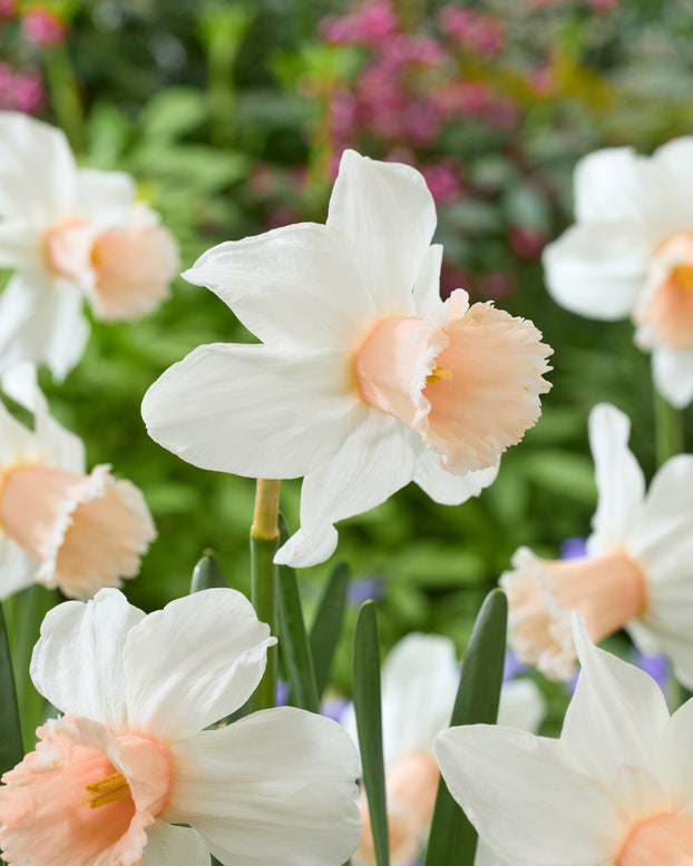 Narcissus 'Frozen Pink'