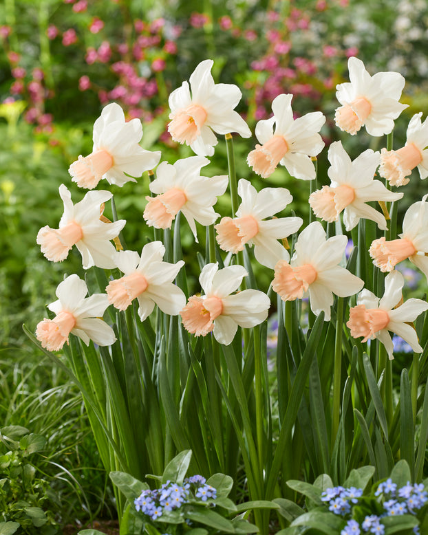 Narcissus 'Frozen Pink'