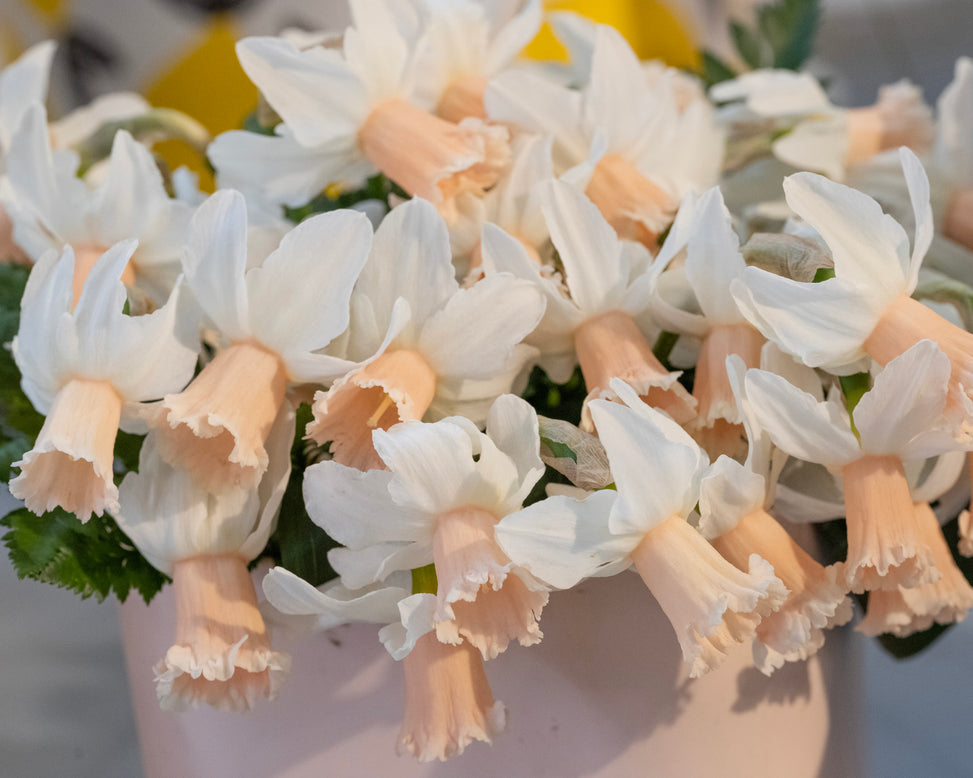 Narcissus 'Frozen Pink'