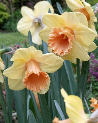 Narcissus 'Fullfilment' Narcissus 'Fullfilment'